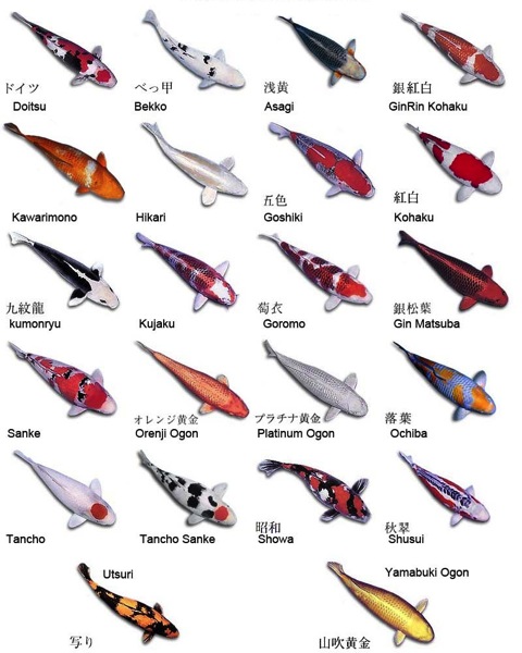 The colorful Koi carp 